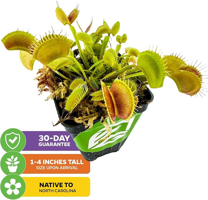 Regular Venus Fly Trap