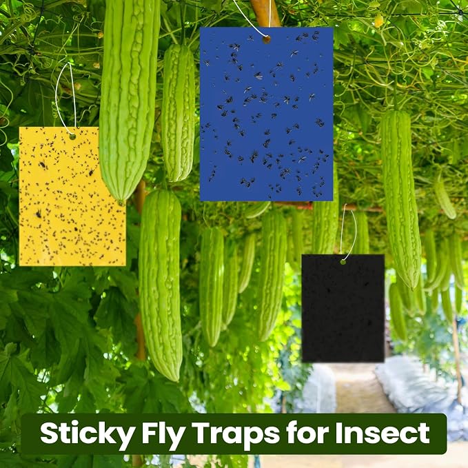 Yellow,Blue,Black