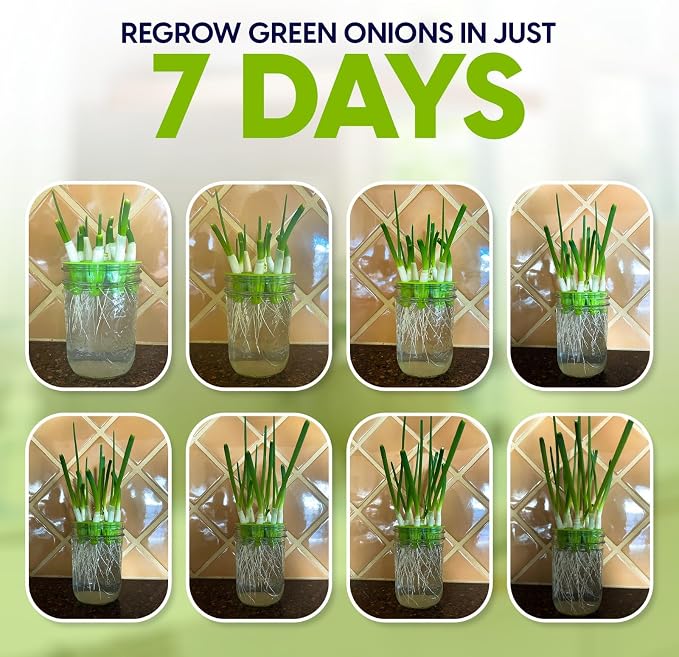 Sprouts Growing Kit & Green Onion Regrower