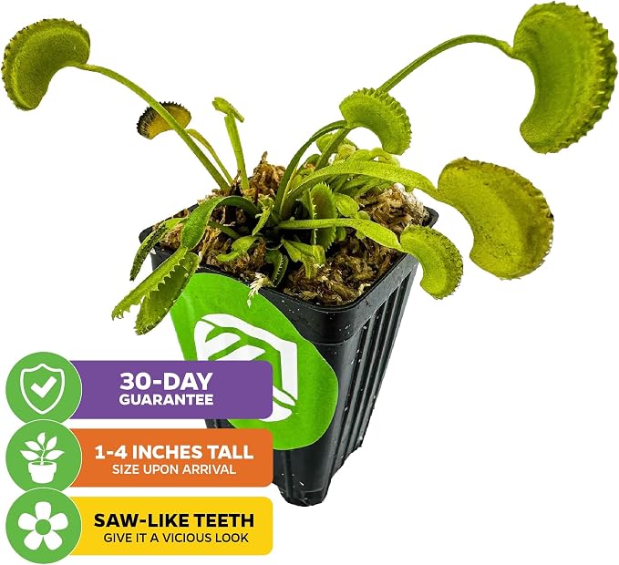 Dente Venus Fly Trap
