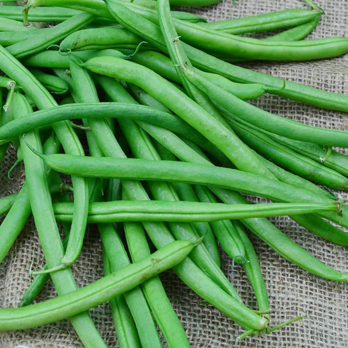 Bush Bean