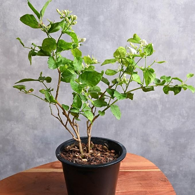 arab-jasmine