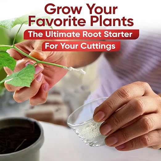 G) #3,8,16: Common Houseplants to Hardwood