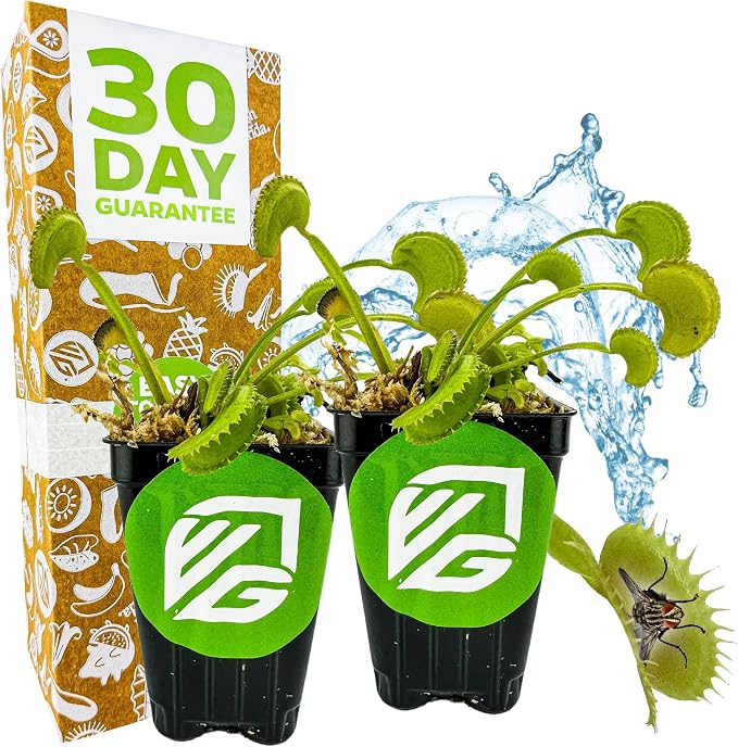 Dente Venus Fly Trap