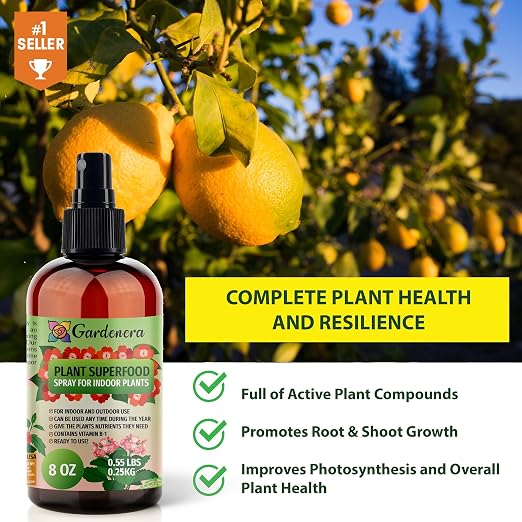 MONSTERA Plants Superfood