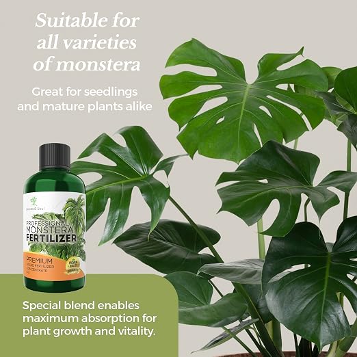 Monstera Plant