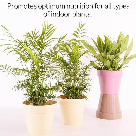 Indoor Plant