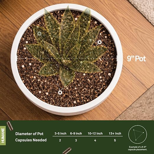 Houseplant