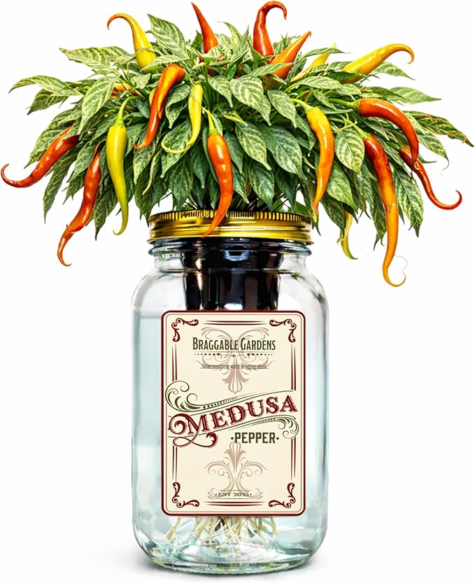 Medusa Pepper