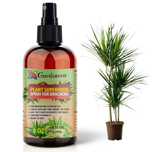DRACAENA Plants Superfood