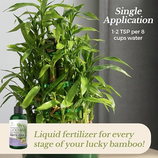 Lucky Bamboo