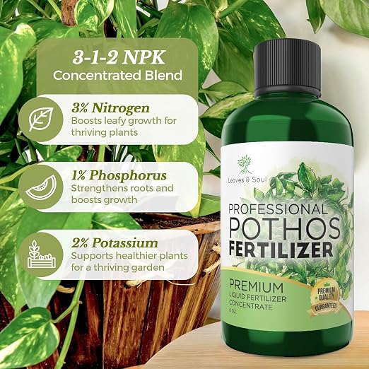 Pothos