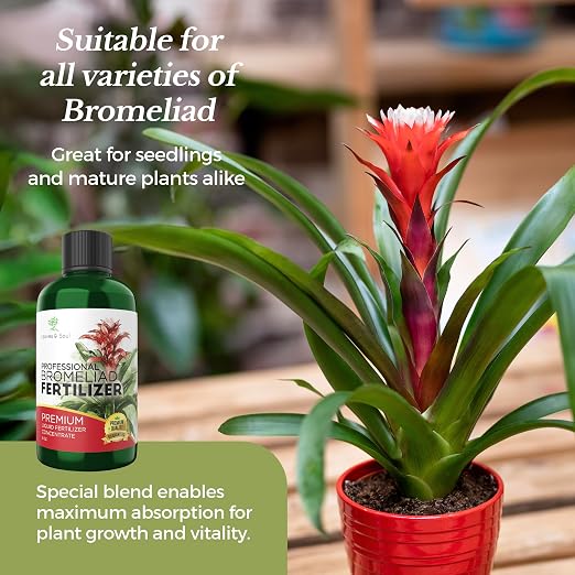 Bromeliad