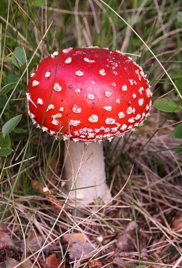 Red white