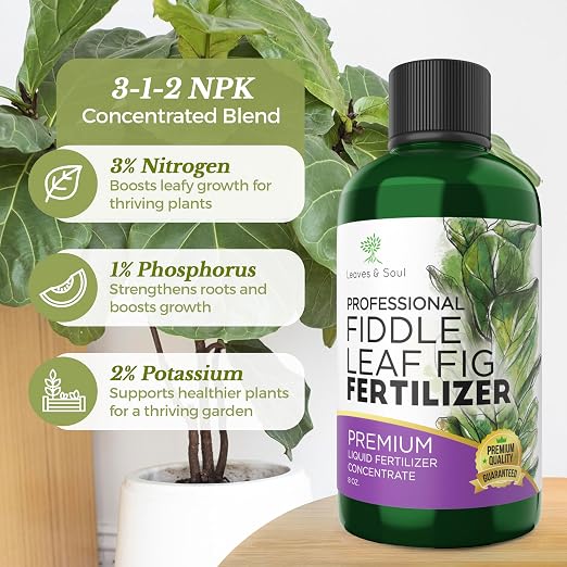 Fiddle Leaf Fig