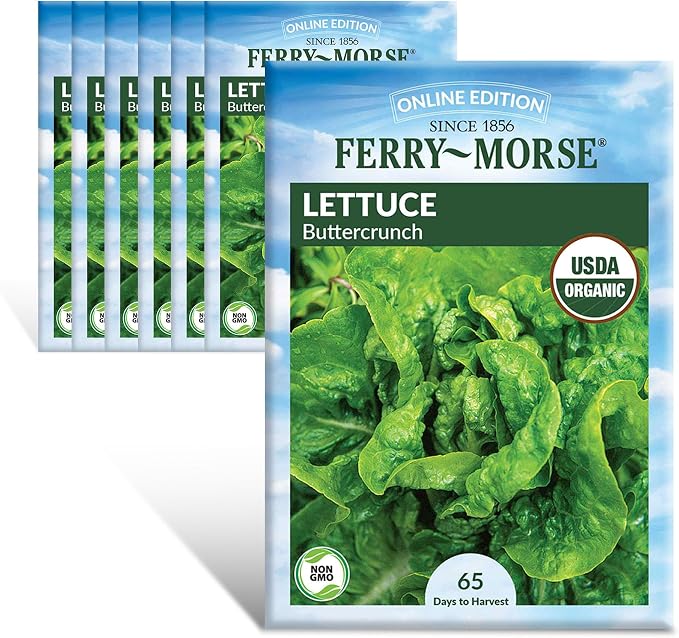 Lettuce Buttercrunch Organic Seed Multipack - 7 Pack