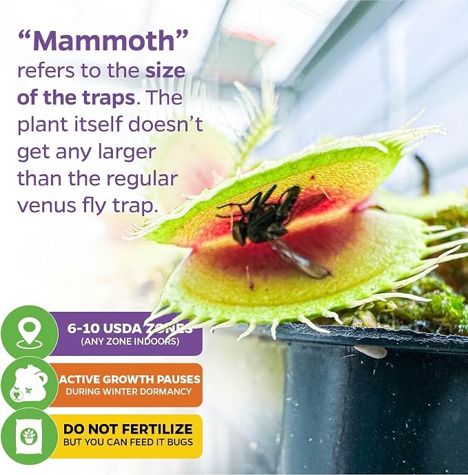 Mammoth Venus Fly Trap