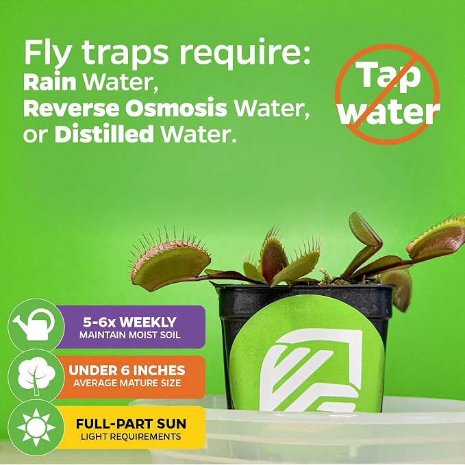 Akai Ryu Venus Fly Trap
