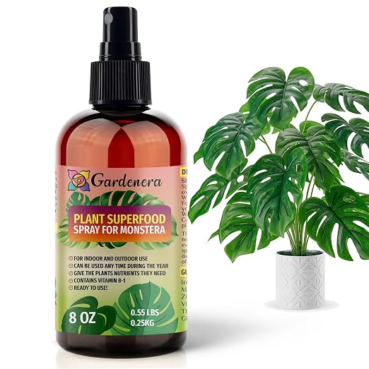 MONSTERA Plants Superfood
