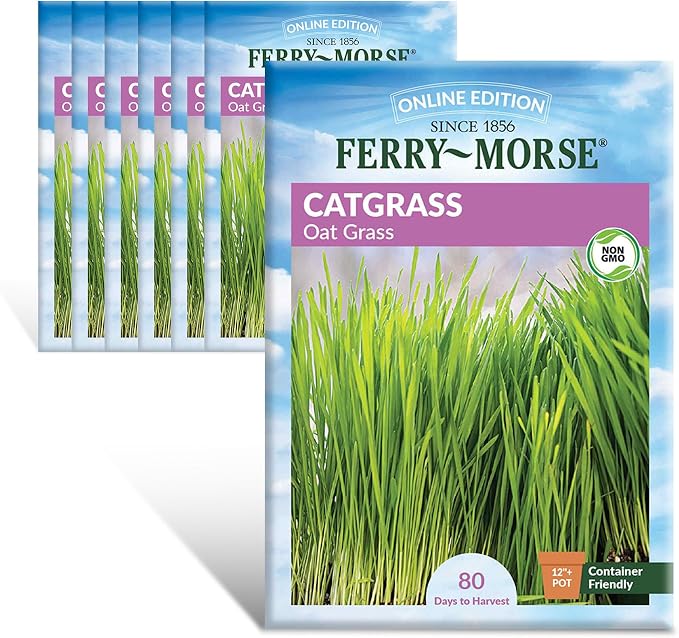 Catgrass Seed Multipack - 7 Pack