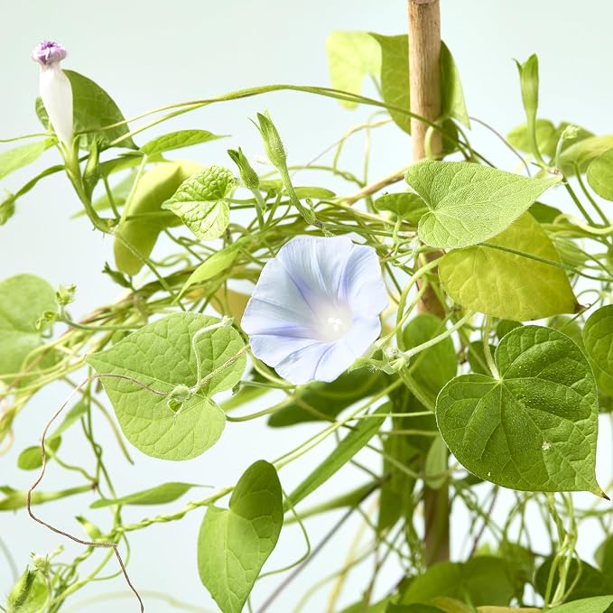 Morning Glory