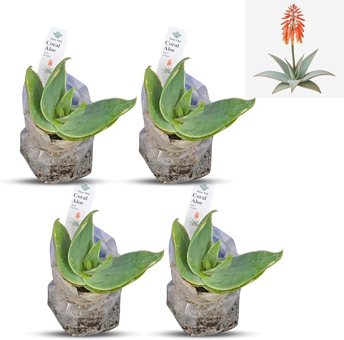 aloe-coral