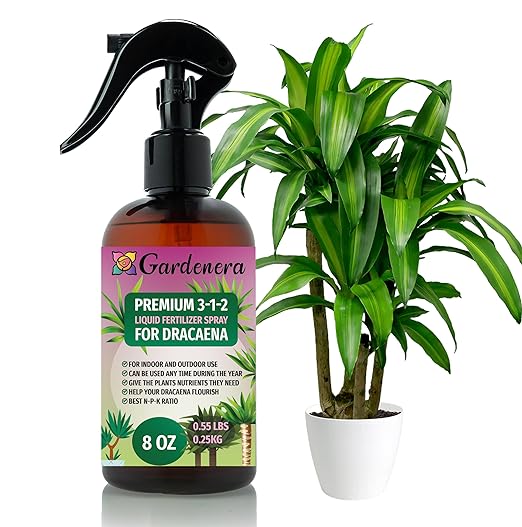 DRACAENA