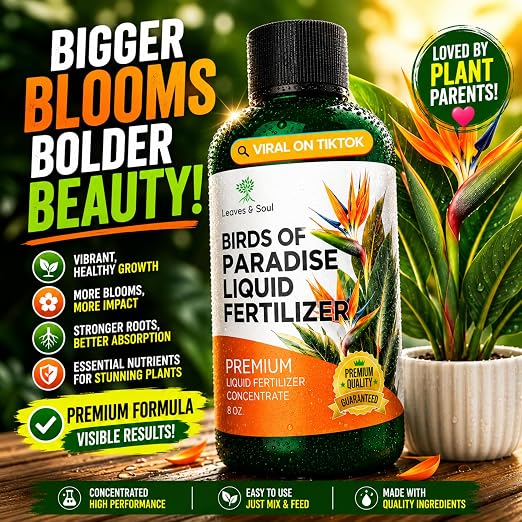 Bird of Paradise