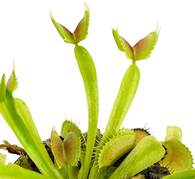 Venus Fly Trap Bundle