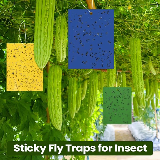 Yellow,Blue,Green