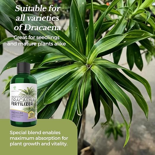 Dracaena