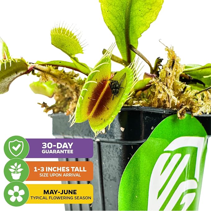Mammoth Venus Fly Trap