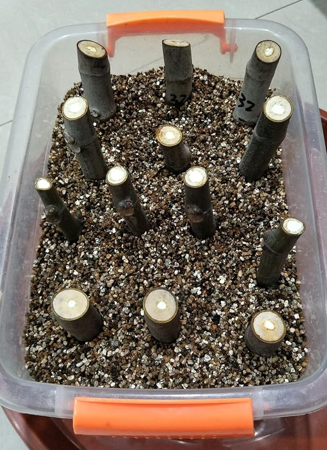 Vermiculite