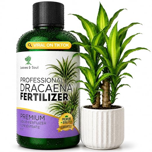 Dracaena