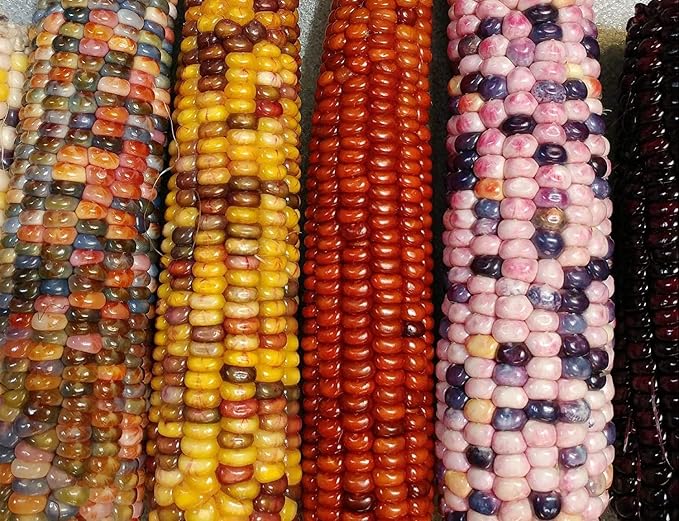 Mountain Indian Corn