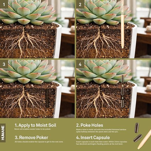 Cactus succulent