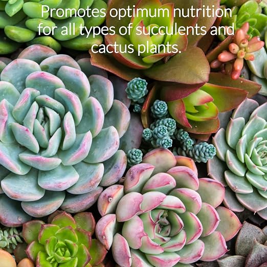 Succulent