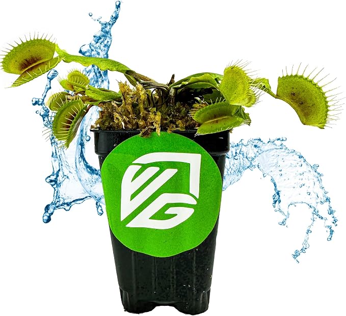 Mammoth Venus Fly Trap