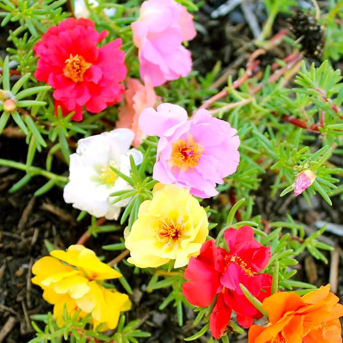 Portulaca Moss Rose Double Mixed Colors Seed Multipack - 7 Pack