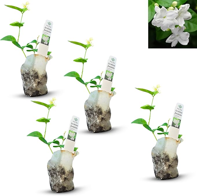 arab-jasmine