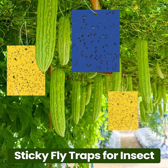 Yellow,Blue