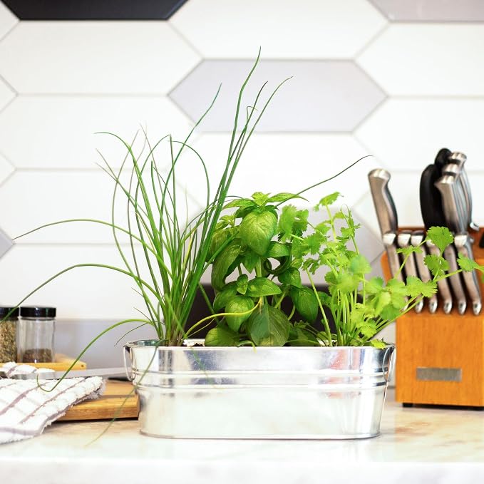 Kitchen Herbs