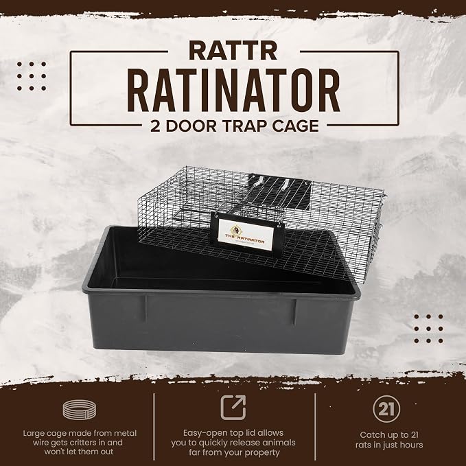 Rat