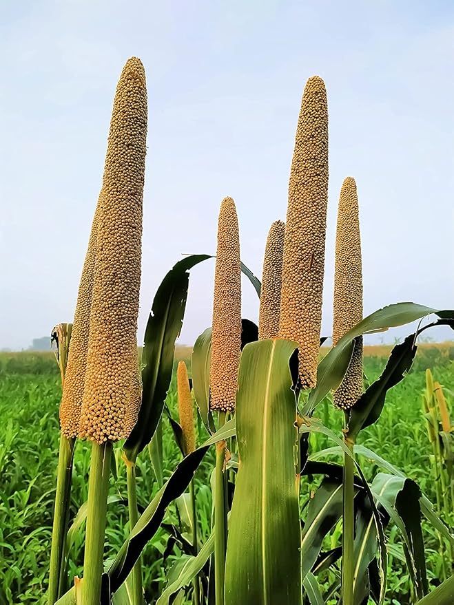 Brown Top Millet - 1,000 Seeds