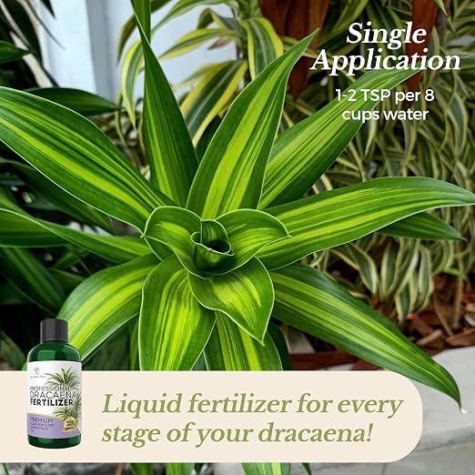 Dracaena