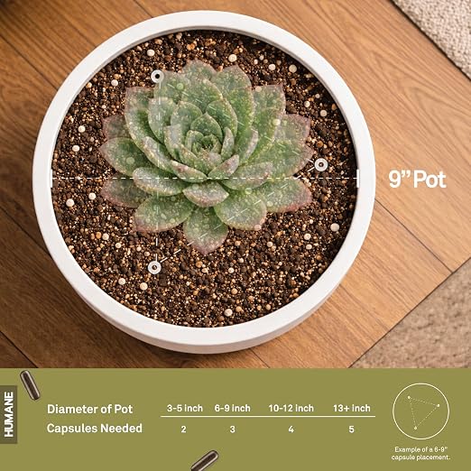 Cactus succulent