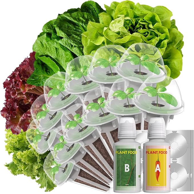 Lettuce