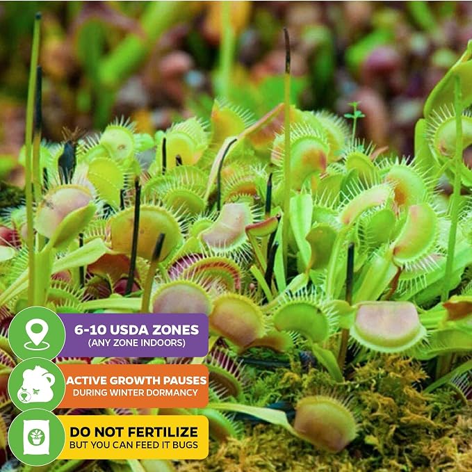 Regular Venus Fly Trap
