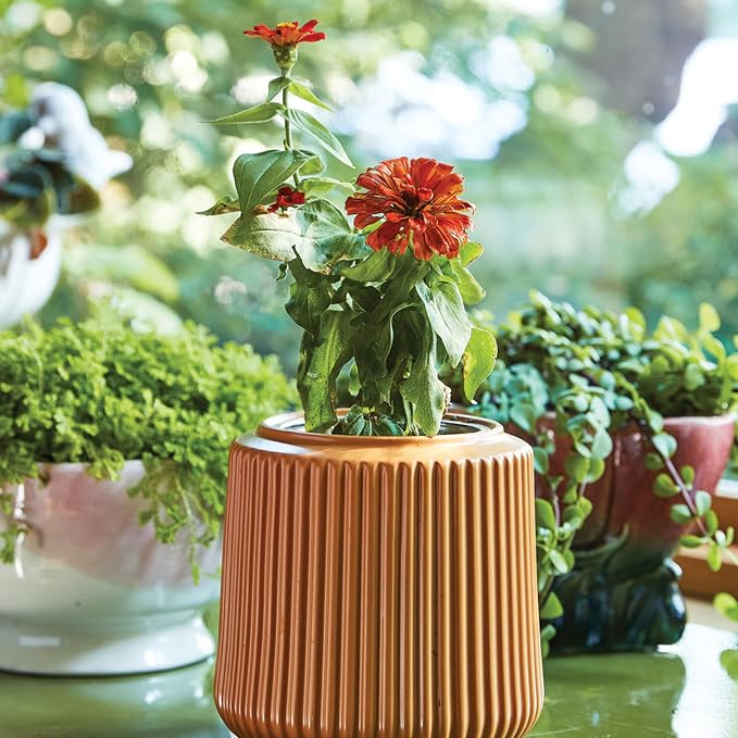 Zinnia Dahlia