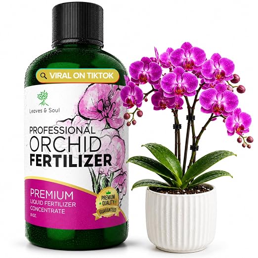 Indoor Orchid